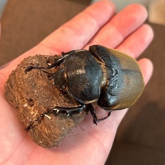 エレファスゾウカブトムシ♡♀単品の画像