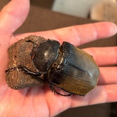 エレファスゾウカブトムシ♡♀単品の画像