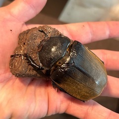 エレファスゾウカブトムシ♡♀単品の画像