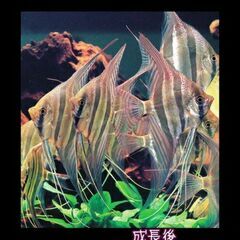 アルタム • エンゼルフィッシュ(wild) 熱帯魚 メダカ 金魚の画像