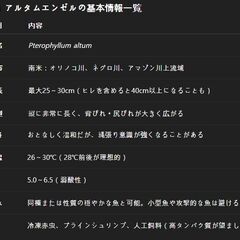 アルタム • エンゼルフィッシュ(wild) 熱帯魚 メダカ 金魚の画像