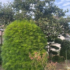 庭木　盆栽など色々
の画像