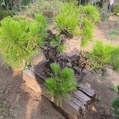 庭木　盆栽など色々
の画像