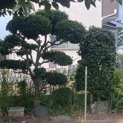 庭木　盆栽など色々
の画像