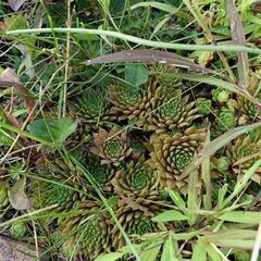 多肉植物　の画像