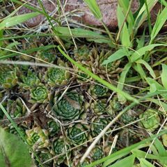 多肉植物　の画像