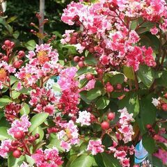 サルスベリ「夏祭り」開花苗の画像