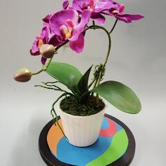 胡蝶蘭ア−トの画像