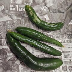 朝採れたて自家製無農薬野菜の画像