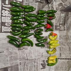 朝採れたて自家製無農薬野菜の画像
