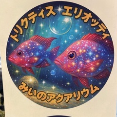 トリクティス・エリオッティ　引取り限定　の画像