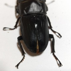 訳あり　ホペイオオクワガタの画像