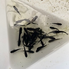 オロチメダカ200匹の画像