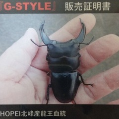 訳あり　ホペイオオクワガタの画像