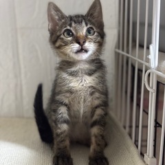 穏やかで優しい性格、猫同士仲良くできます！