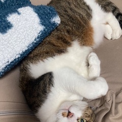 7さい　メス
