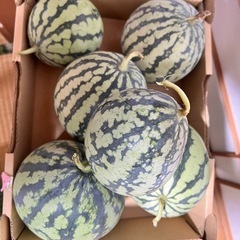 この商品人が決まりました【小玉サイズスイカ まとめ売り】🍉の画像