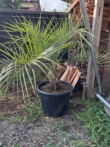 ココスヤシ　ドライガーデン　ロックガーデン　庭木　シンボルツリー　ガーデニング