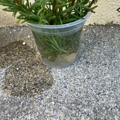🌿ローズマリー挿し木④の画像