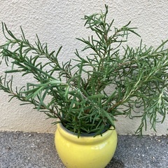 🌿ローズマリー挿し木④の画像
