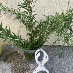 🌿ローズマリー挿し木④の画像