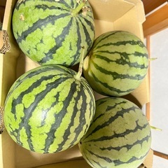 決まりました【小玉サイズスイカ まとめ売り】🍉の画像