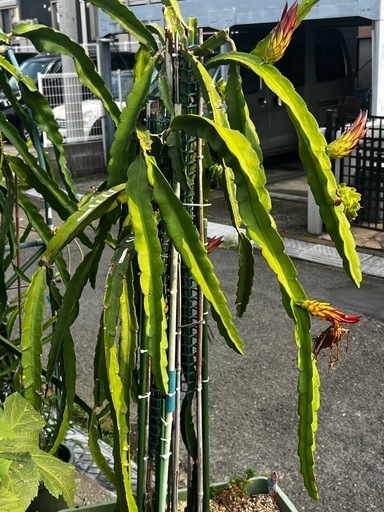 ドラゴンフルーツ苗（コニーマイヤー）１ｍサイズ7本 ドラゴンフルーツ苗（コニーマイヤー）1mサイズ7本 ドラゴンフルーツ