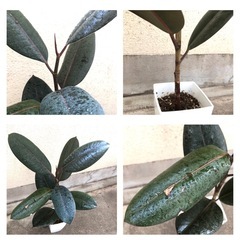 大きめ観葉植物　植木鉢のままお渡し　人気のフィカスバーガンディ　黒ゴムの木　の画像