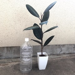 大きめ観葉植物　植木鉢のままお渡し　人気のフィカスバーガンディ　黒ゴムの木　の画像
