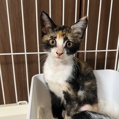 生後2ヶ月程　三毛猫メス　姉妹猫①