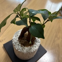 LOFT  ガジュマルミニの画像