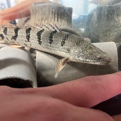 ポリプテルス　デルへジィ　の画像