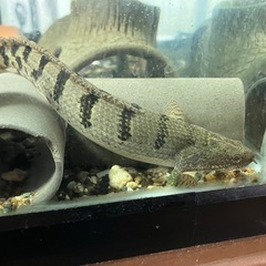 ポリプテルス　デルへジィ　の画像