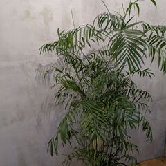 大型ヤシ系 観葉植物 210cm／バスケット付きの画像