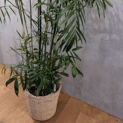 大型ヤシ系 観葉植物 210cm／バスケット付きの画像