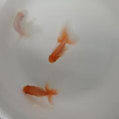 日本オランダ獅子頭 3匹セット 金魚  当歳魚の画像