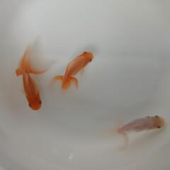 日本オランダ獅子頭 3匹セット 金魚  当歳魚の画像