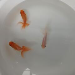 日本オランダ獅子頭 3匹セット 金魚  当歳魚の画像