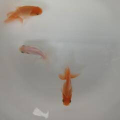 日本オランダ獅子頭 3匹セット 金魚  当歳魚の画像