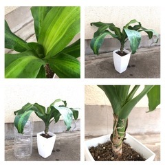 観葉植物(中) 　幸福の木　ドラセナジェレの画像