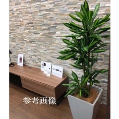 観葉植物(中) 　幸福の木　ドラセナジェレの画像