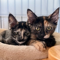 🌸甘えんぼ長毛＆シャイ短毛🐾生後2カ月サビ柄姉妹
