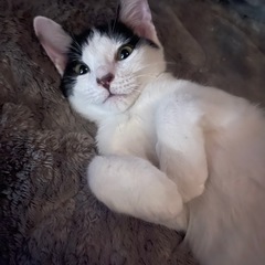 ハート柄 ぶち猫 君 【先方キャンセルの為再度】