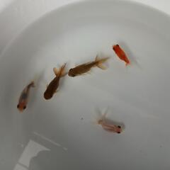 東錦  東錦から産まれた当歳魚  5匹セット 金魚の画像