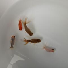 東錦  東錦から産まれた当歳魚  5匹セット 金魚の画像
