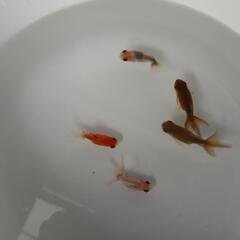 東錦  東錦から産まれた当歳魚  5匹セット 金魚の画像