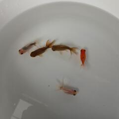 東錦  東錦から産まれた当歳魚  5匹セット 金魚の画像