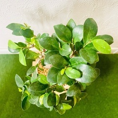 ガジュマル　観葉植物　鉢植え　そのまま飾れる　無機質の土の画像