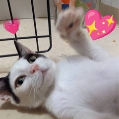 終了‼️甘えん坊の白黒くん❣️