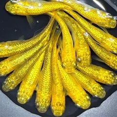サンシャイン　ラメ系ヒレ長系　メダカ　 【現物】　若魚〜産卵サイズ　めだか 15匹の画像